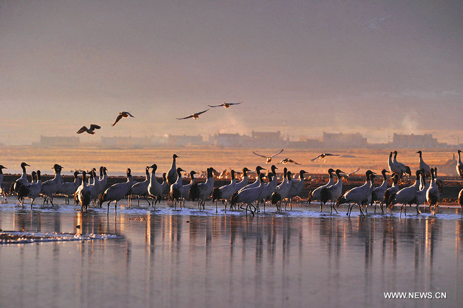 Chine : les grues à cou noir mieux protégées dans le Qinghai-Tibet