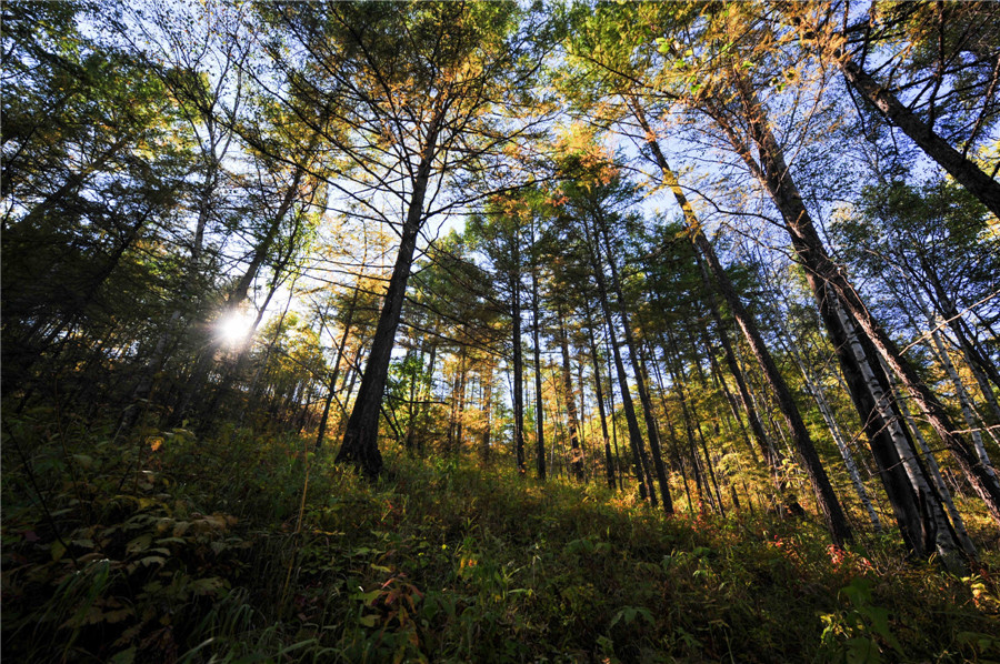 Chine : paysages automnaux en Mongolie intérieure