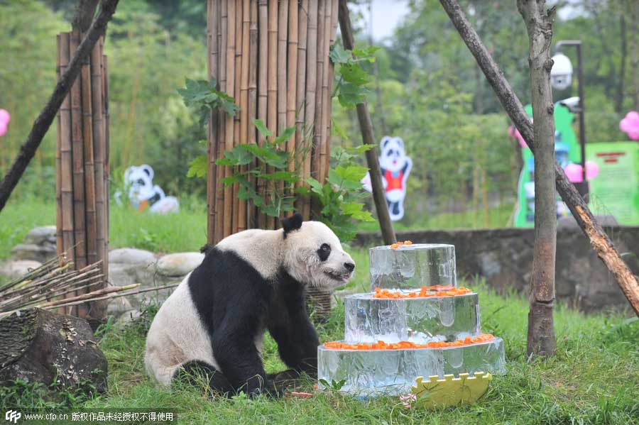 Le plus vieux panda géant fête son 30e anniversaire