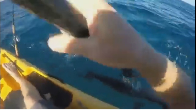 Californie : un requin-marteau attaque un pêcheur en kayak