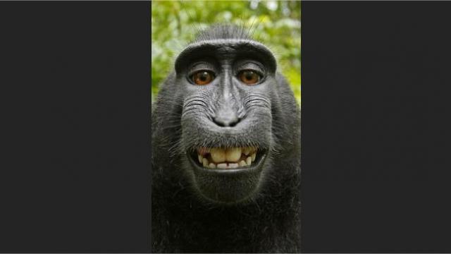 Un singe aux selfies va-t-il obtenir des droits d'auteur ?