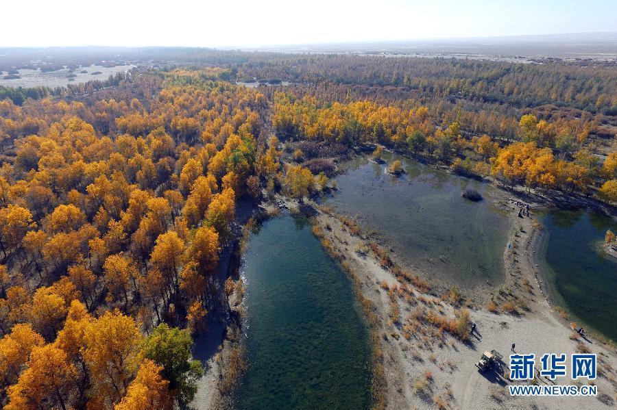 Le désert de Badain Jaran et ses peupliers de l'Euphrate en automne