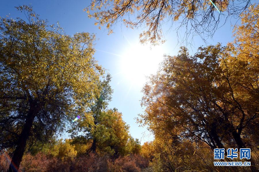 Le désert de Badain Jaran et ses peupliers de l'Euphrate en automne