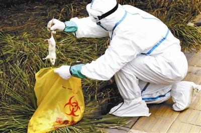 Beijing : une centaine de souris blanches retrouvées près du parc olympique