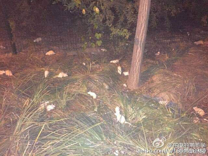 Beijing : une centaine de souris blanches retrouvées près du parc olympique