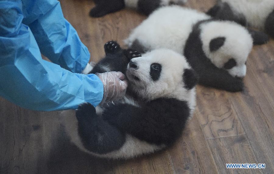 Six paires de bébés pandas jumeaux présentées au public au Sichuan