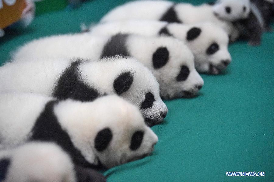 Six paires de bébés pandas jumeaux présentées au public au Sichuan