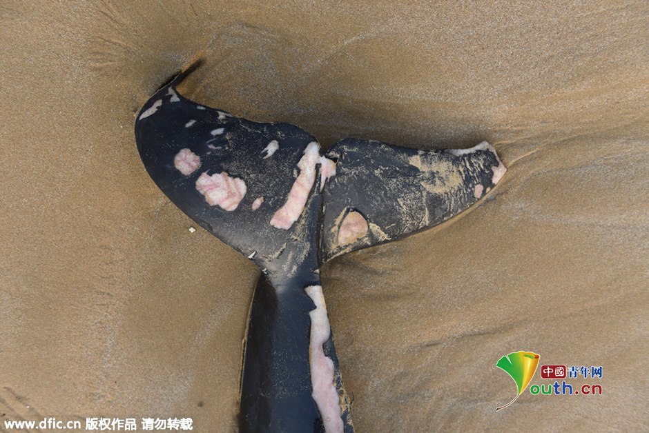 Un marsouin retrouvé mort sur une plage de Qingdao