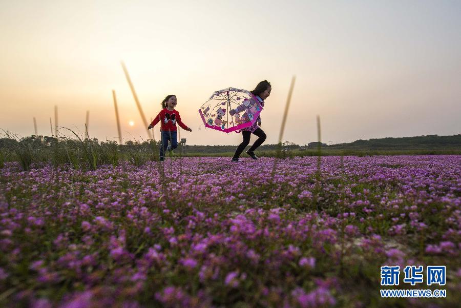 Un océan de fleurs sur les rives du lac Poyang