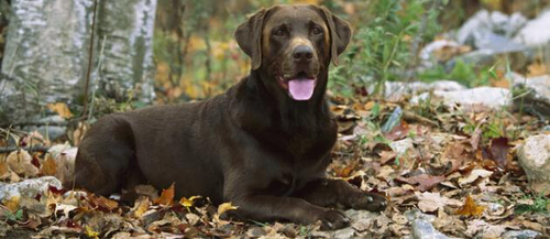 Une Américaine blessée d'un coup de fusil par son chien nommé… Gachette !