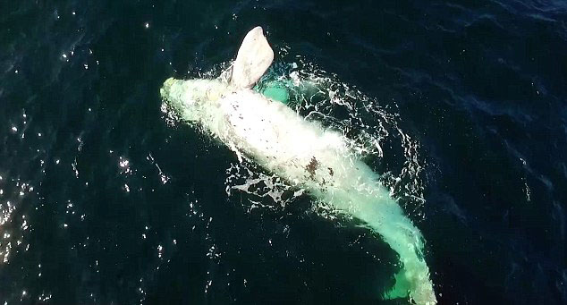 Afrique du Sud : une baleine albinos et sa mère grise