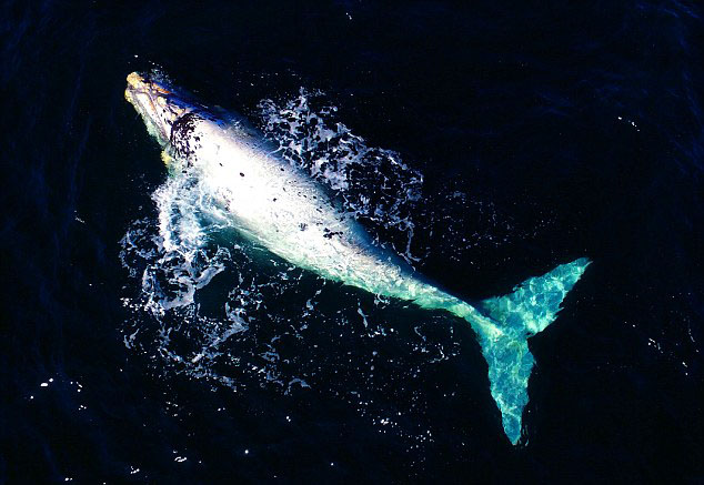 Afrique du Sud : une baleine albinos et sa mère grise
