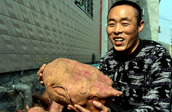 Hubei : une patate de 9,3 kg