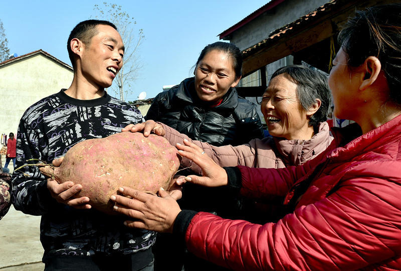 Hubei : une patate de 9,3 kg