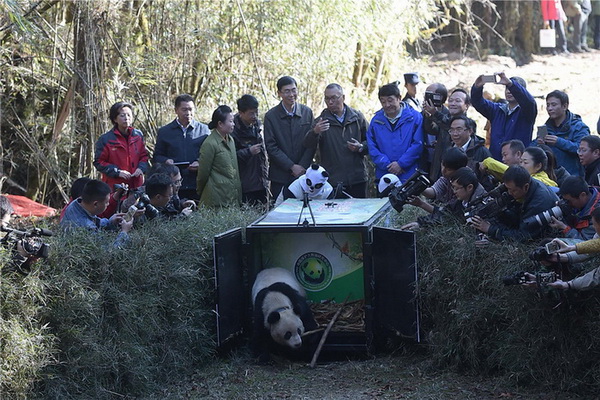 Sichuan : un cinquième panda relaché dans la nature