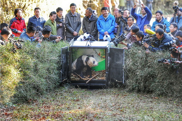 Sichuan : un cinquième panda relaché dans la nature