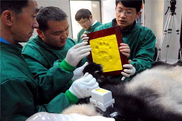 Sichuan : un cinquième panda relaché dans la nature
