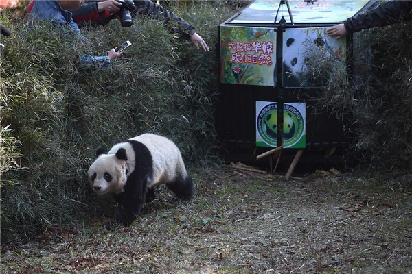 Sichuan : un cinquième panda relaché dans la nature