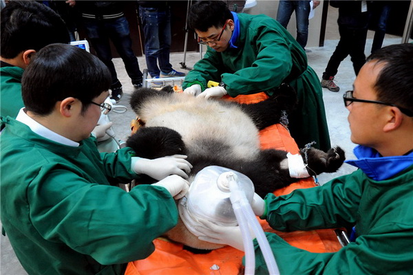 Sichuan : un cinquième panda relaché dans la nature