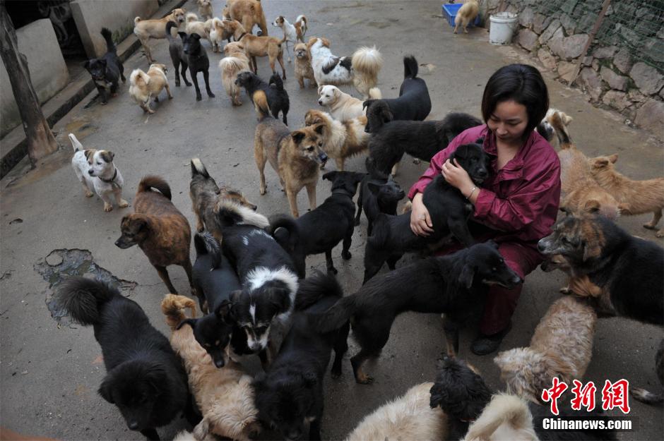 Des milliers de chiens errants sauvés dans le Hubei
