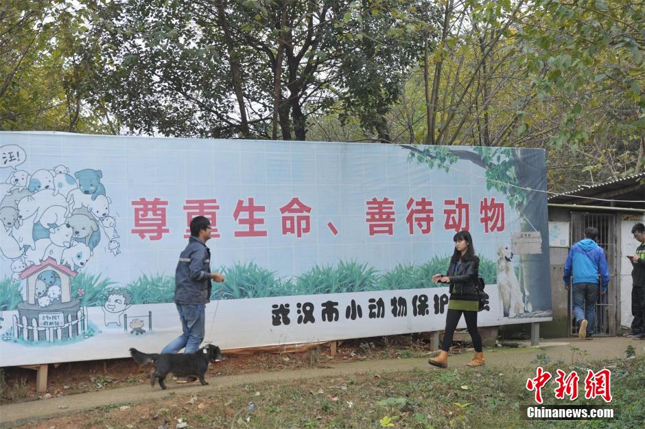 Des milliers de chiens errants sauvés dans le Hubei