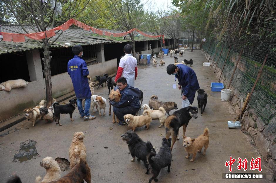Des milliers de chiens errants sauvés dans le Hubei