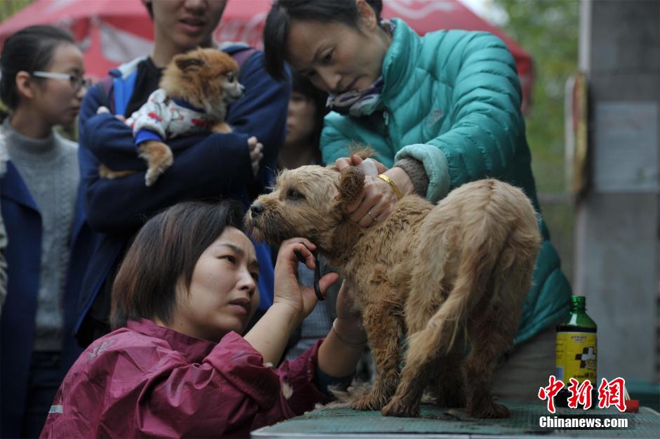 Des milliers de chiens errants sauvés dans le Hubei
