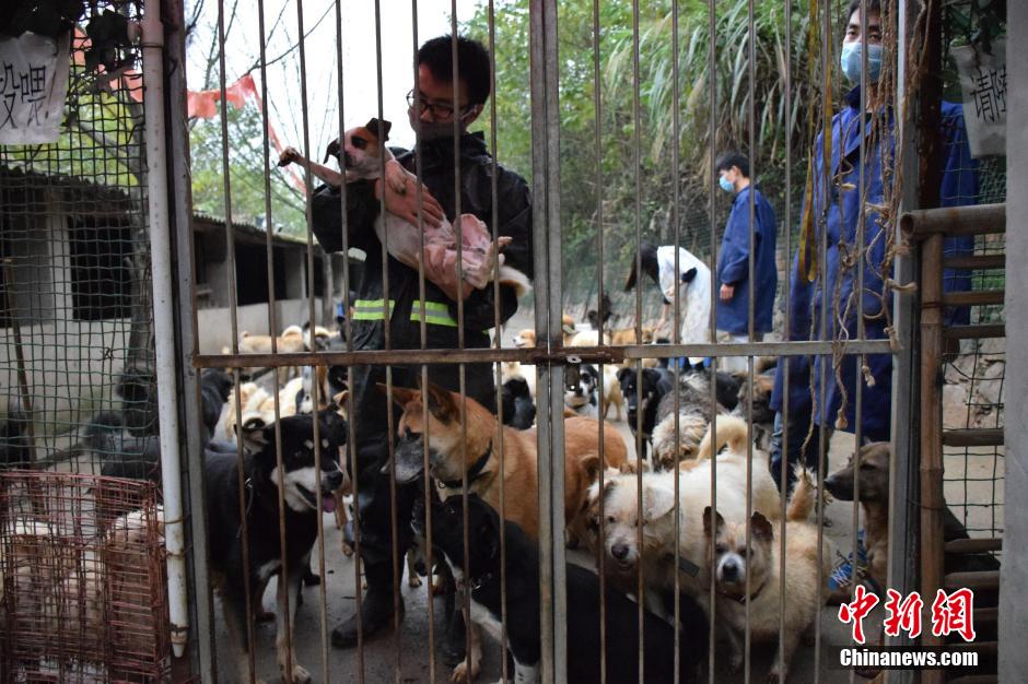 Des milliers de chiens errants sauvés dans le Hubei