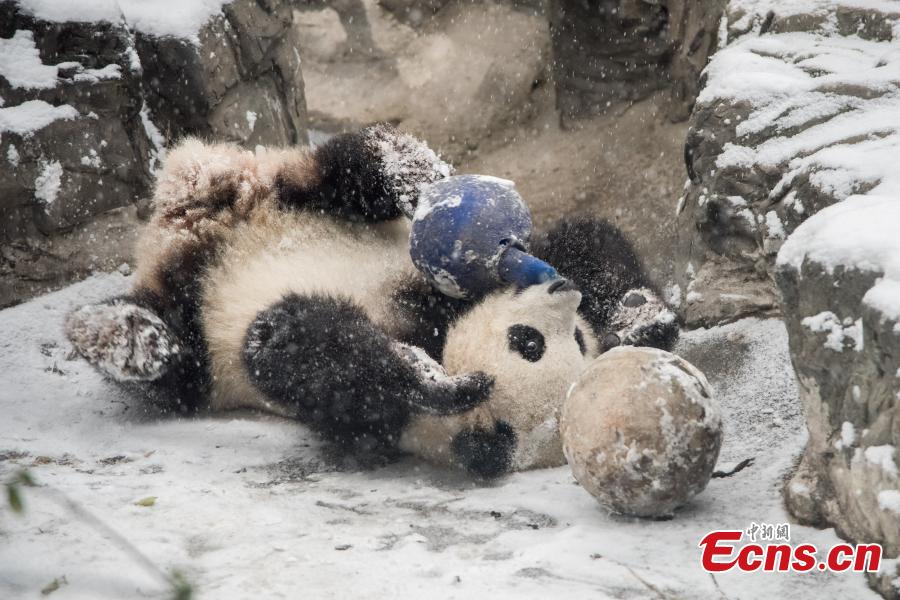 Les pandas go?tent aux joies de la neige au Zoo de Beijing