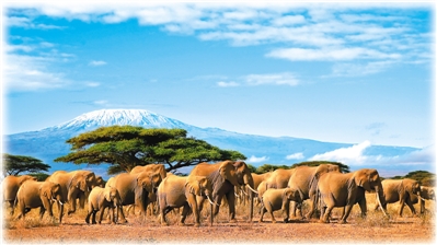 Les touristes chinois attirés par l'Afrique