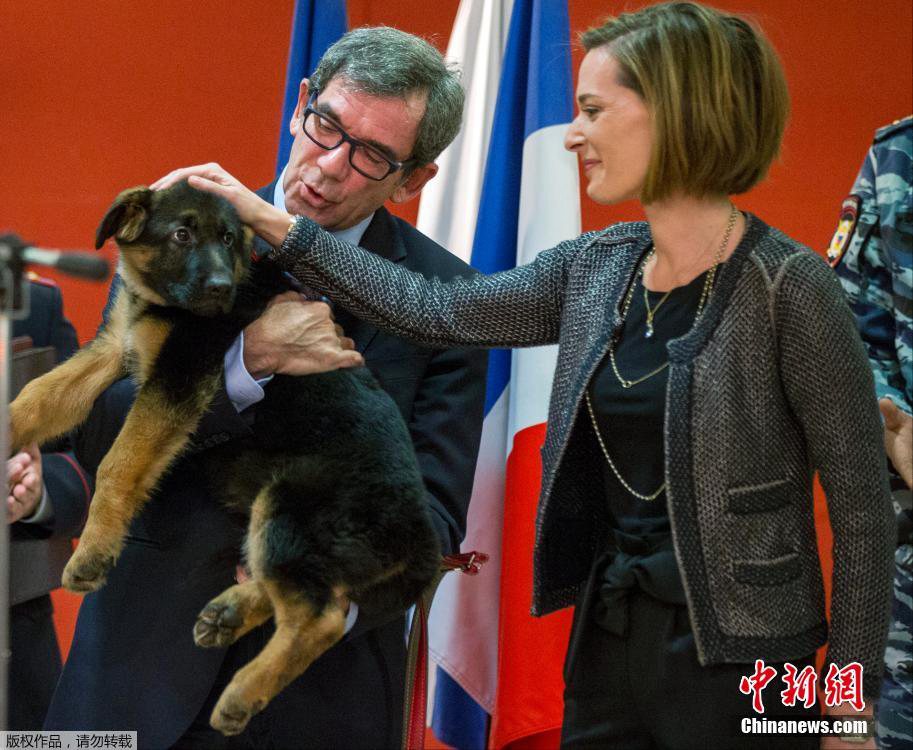 Russie: un chiot policier offert à la France pour remplacer Diesel