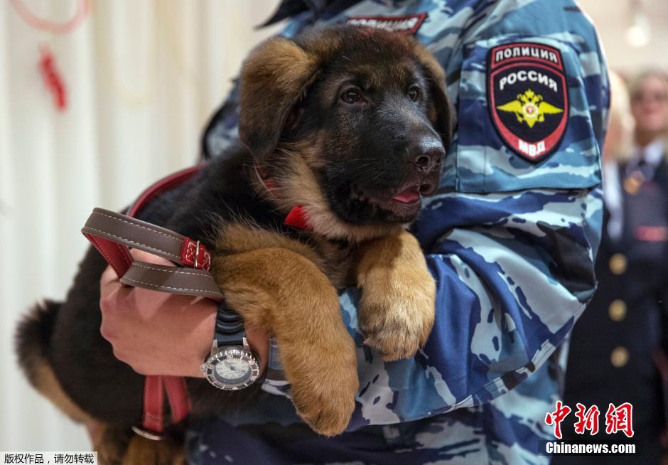 Russie: un chiot policier offert à la France pour remplacer Diesel