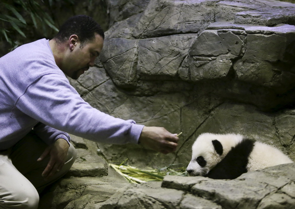 Le bébé panda Bei Bei présenté pour la première fois aux médias