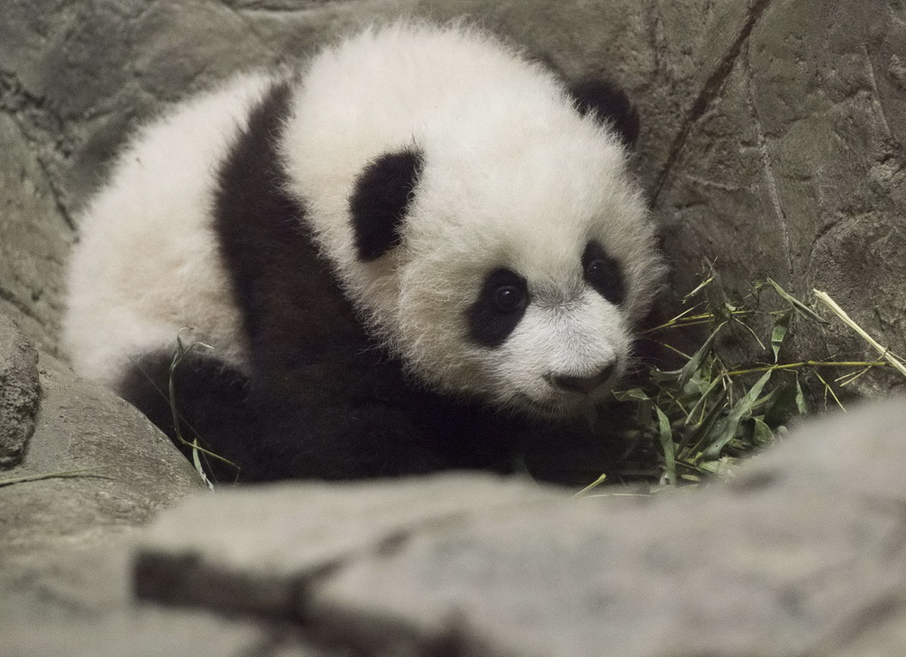 Le bébé panda Bei Bei présenté pour la première fois aux médias