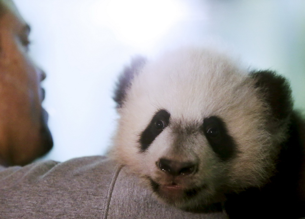 Le bébé panda Bei Bei présenté pour la première fois aux médias