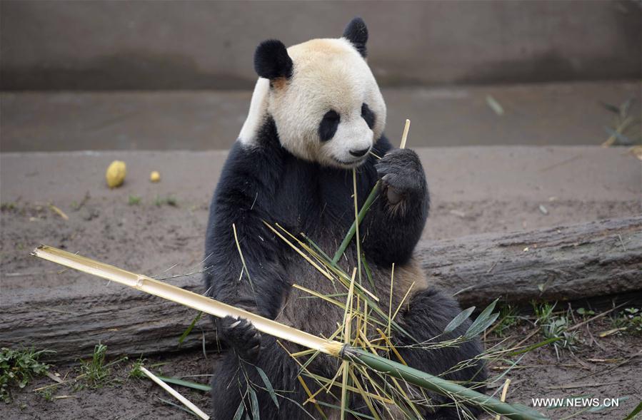 422 pandas géants vivent en captivité en Chine