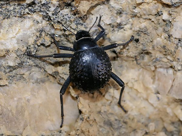 Un insecte du désert du Namib pourrait aider à lutter contre le gel sur les avions