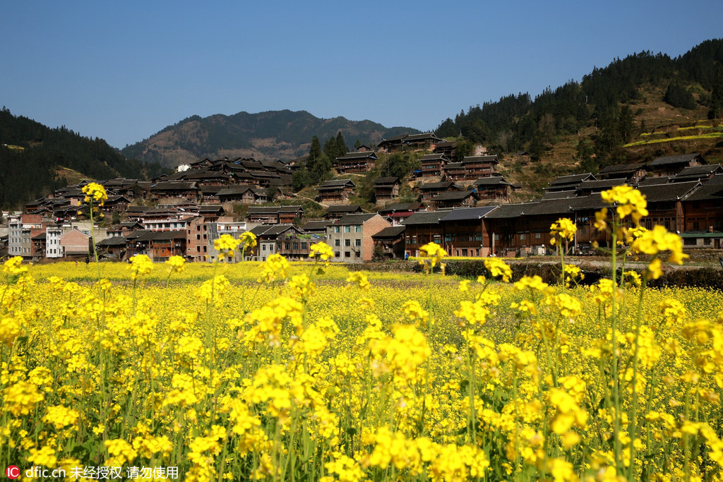 Des colzas en fleurs dans le sud-ouest de la Chine