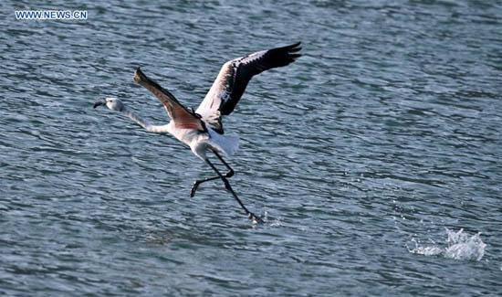 Rare apparition de flamants roses dans la section du Qinghai du Fleuve Jaune