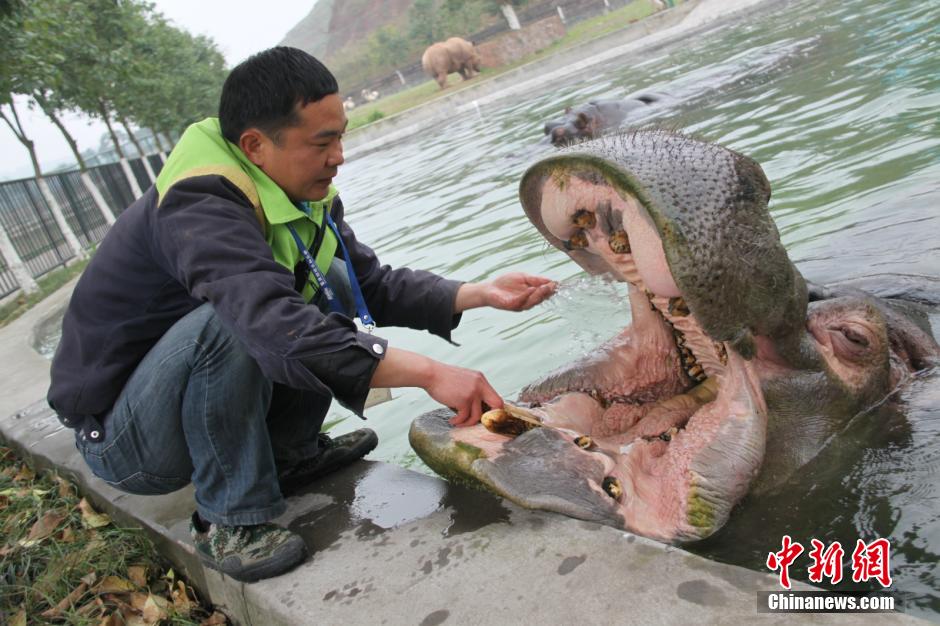 Chongqing : un hippopotame chez le dentiste...