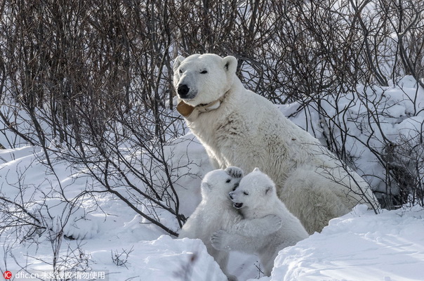 Tendres images de bébés ours polaires et de leur mère