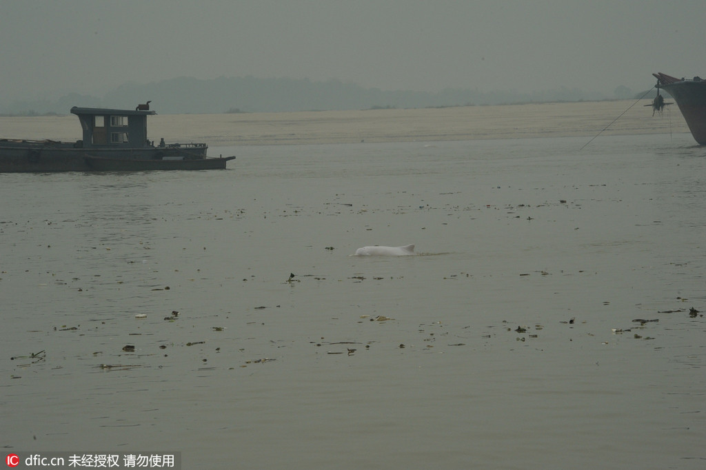 Un dauphin blanc en perdition dans le Guangdong