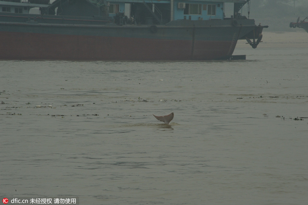 Un dauphin blanc en perdition dans le Guangdong