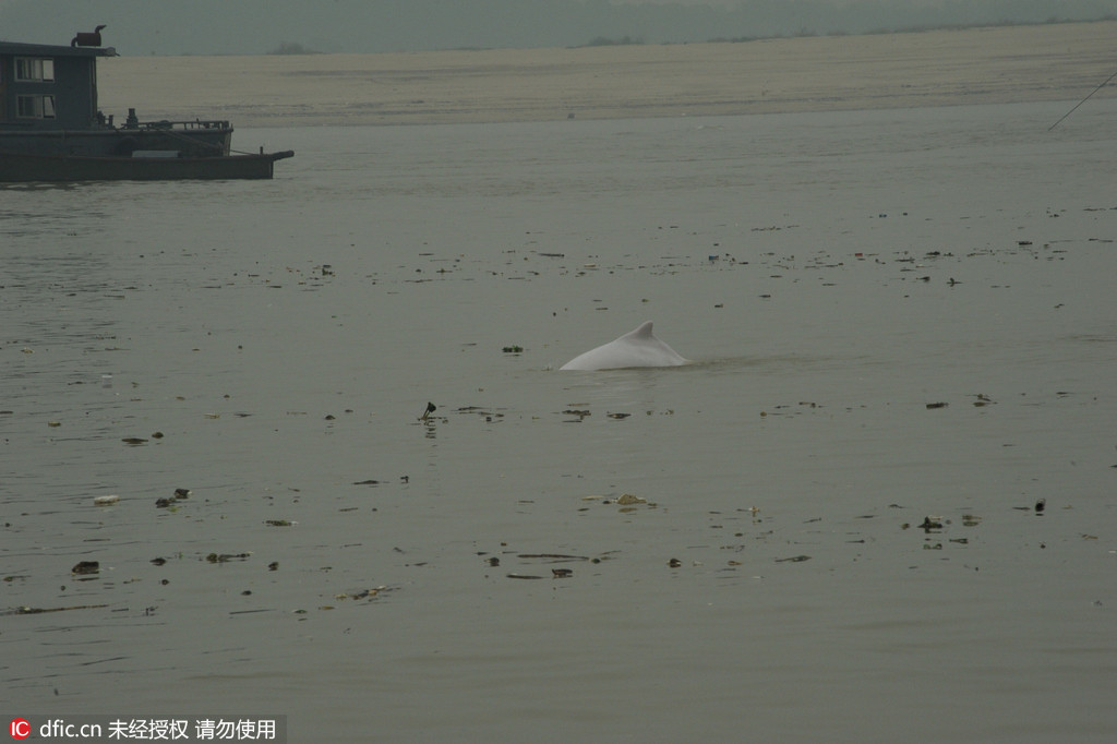 Un dauphin blanc en perdition dans le Guangdong