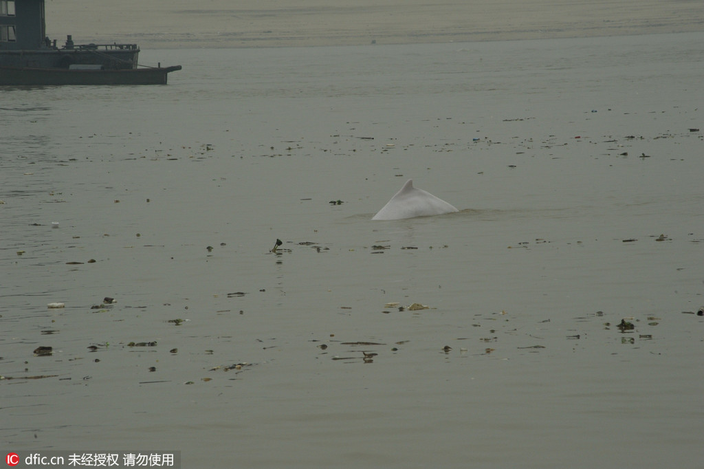 Un dauphin blanc en perdition dans le Guangdong