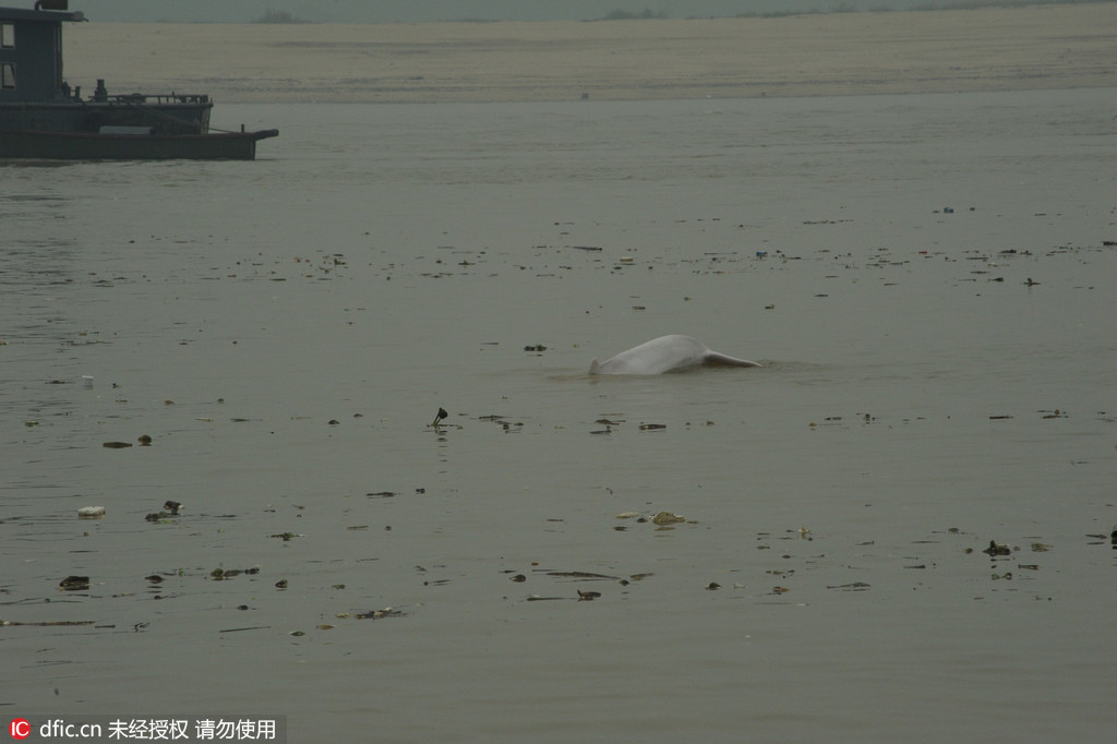 Un dauphin blanc en perdition dans le Guangdong