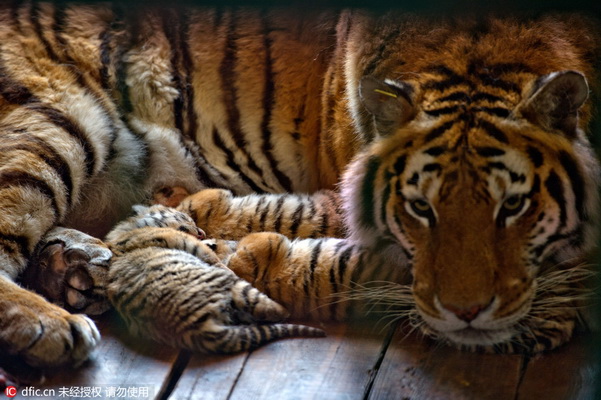 13 petits en trois ans ! Une tigresse de Sibérie d'un parc de Shenyang devient une ? Mère héro?que ?