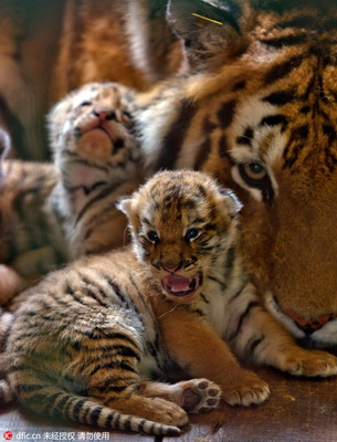 13 petits en trois ans ! Une tigresse de Sibérie d'un parc de Shenyang devient une ? Mère héro?que ?