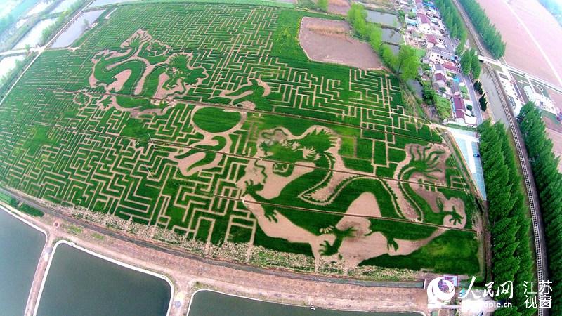 Un champ spectaculaire de dragons