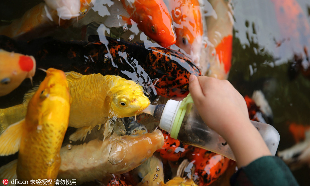 Pause biberon pour des carpes